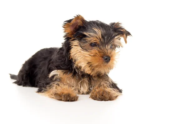 Portrait of a purebred puppy yorkshire terrier isolated — Stock Photo, Image