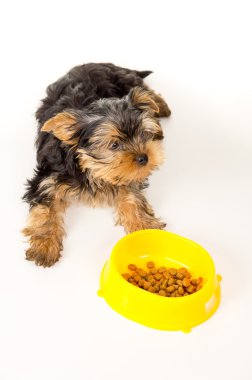 yavru beslemek bir kabın oturan