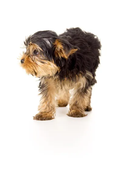Pequeno retrato de yorkshire terrier — Fotografia de Stock