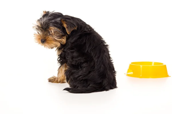 Yorkshire terrier looking down a bowl — Stok fotoğraf