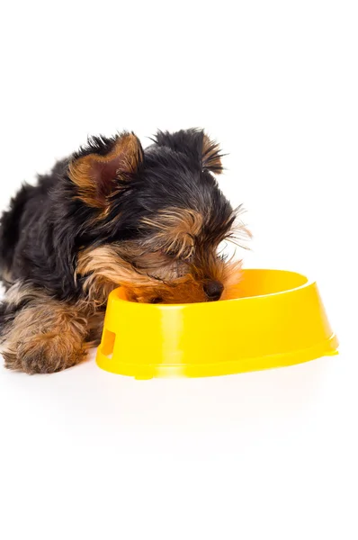 Yorkshire terrier cachorro come — Fotografia de Stock