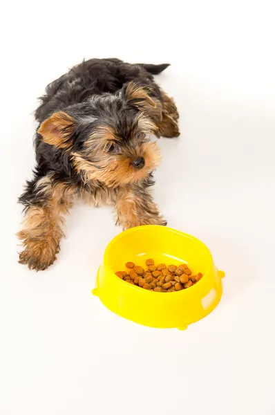 Yorkshire Terrier cachorro sentado ao lado de uma tigela de alimentação — Fotografia de Stock