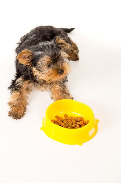 Yorkshire Terrier puppy sitting next to a bowl of feed