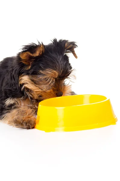 Yorkshire terrier cachorro con un tazón —  Fotos de Stock
