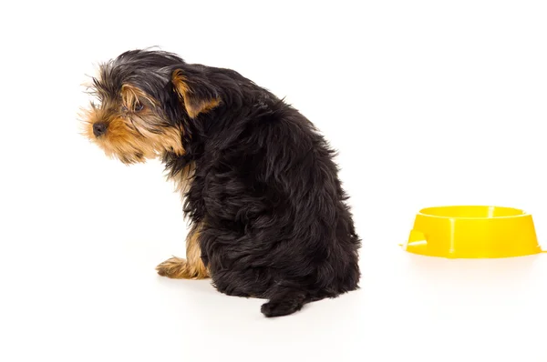 Yorkshire terrier with a bowl — Stock Photo, Image