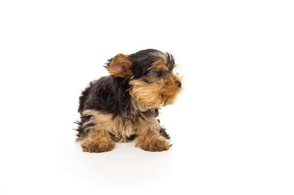 Young puppy purebred — Stock Photo, Image