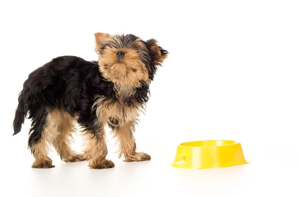 Puppy yorkshire terriers with a bowl Royalty Free Stock Images