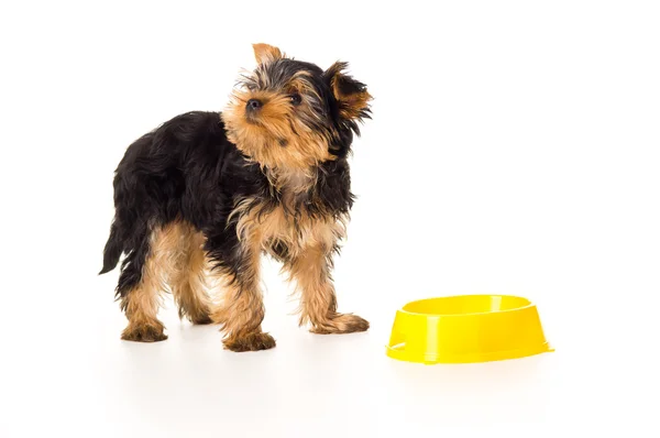 Requests the little puppy to eat Royalty Free Stock Photos