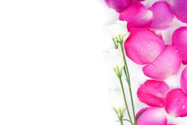 parlak köşe gül yaprakları arka plan