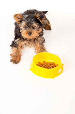 bir kase oturan yorkshire terrier yavrusu
