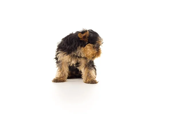 Cagnolino — Foto Stock