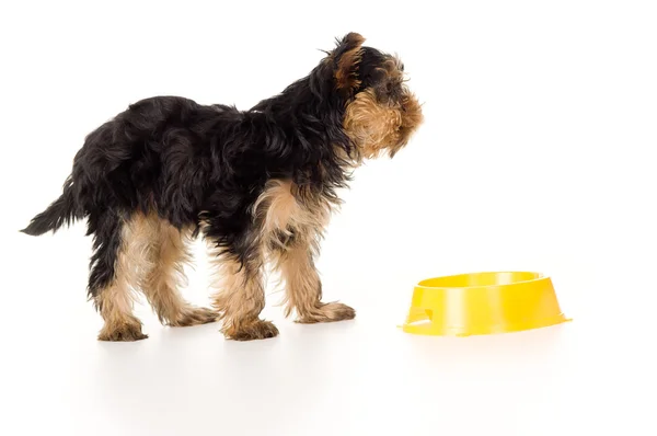 Liten valp yorkshire terrier med en skål isolerade — Stockfoto