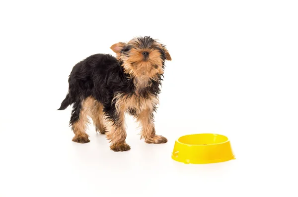 Lilla valp yorkshire terrier med en skål — Stockfoto