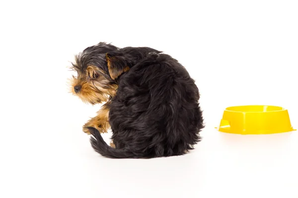 Cachorro sentado perto de uma tigela — Fotografia de Stock