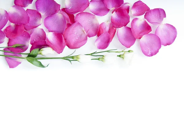 Rose petals and flowers — Stock Photo, Image