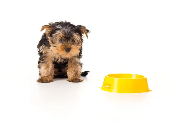 Yorkshire terrier olhando — Fotografia de Stock