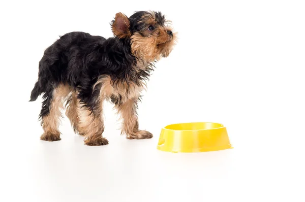 Little puppy yorkshire terriers Royalty Free Stock Photos