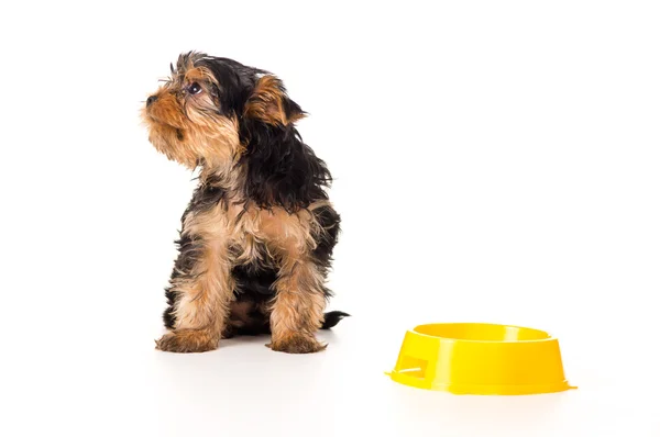 Puppy is sitting with a bowl isolated Stock Photo