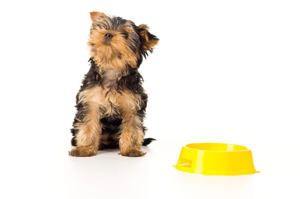 Puppy sitting with colorful bowl Stock Picture