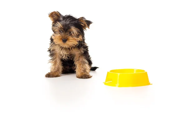 Cachorro yorkshire terrier Imágenes De Stock Sin Royalties Gratis