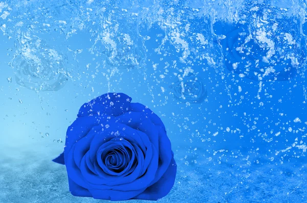 Beautiful blue rose, a lot of ice and water — Stock Photo, Image