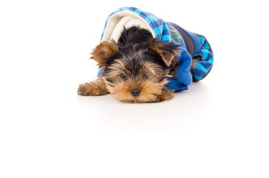 giysileri içinde yatan bir köpek yavrusu