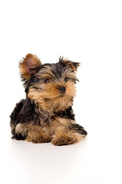 Yorkshire terrier portre