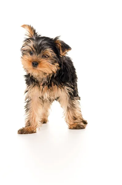 Beautiful little puppy stands isolated — Stock Photo, Image