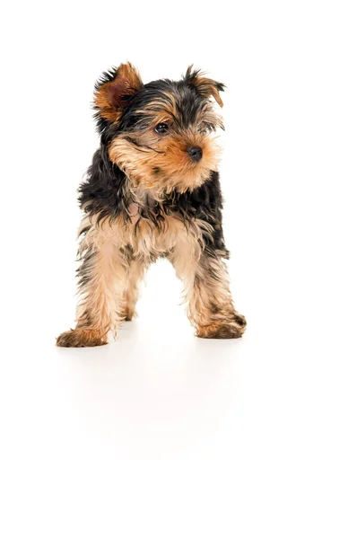 Beautiful little puppy stands — Stock Photo, Image