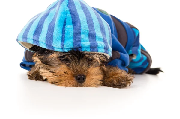 Schöne Portrait eines Welpen yorkshire Terrier in Kleidung — Stockfoto