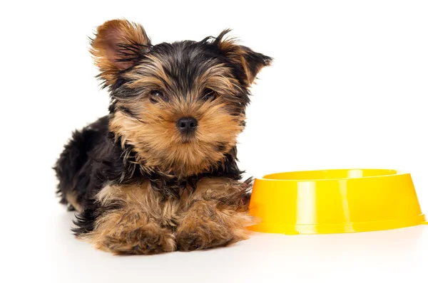 Beautiful Yorkshire terrier puppy lying near the bowl — Stock Photo, Image