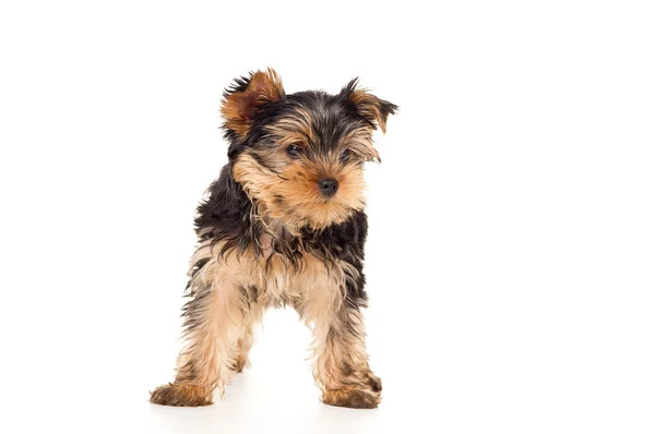 Kleine pup stands — Stockfoto