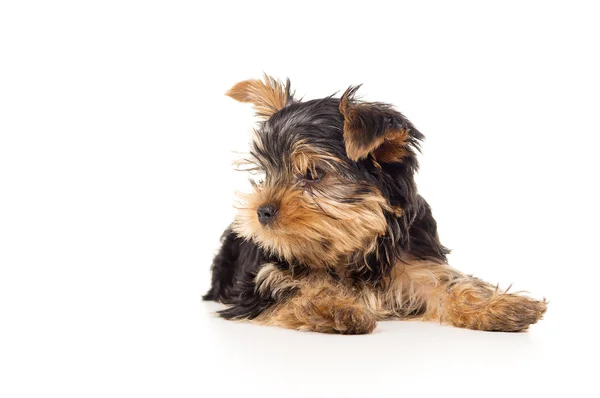 Weinig yorkshire Terriër pup geïsoleerd — Stockfoto