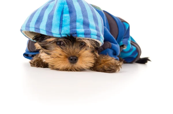 Portrait of Yorkshire terrier in clothes — Stock Photo, Image