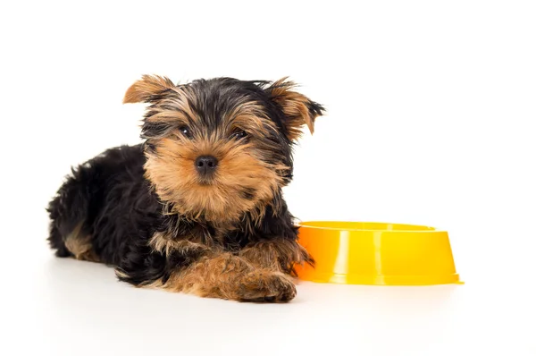 Puppy lying near the bowls with food — Stock Photo, Image