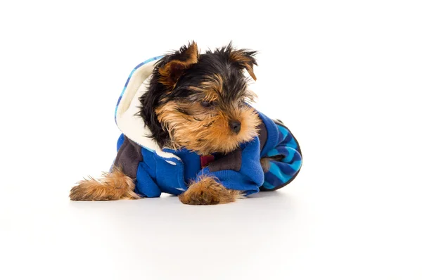 Yorkshire terrier em roupas isoladas — Fotografia de Stock