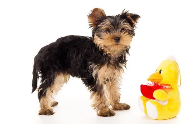 Yorkshire terrier i zabawki miękkie — Zdjęcie stockowe