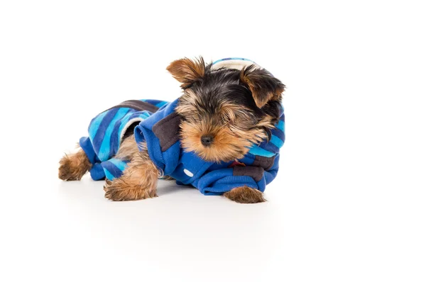 Yorkshire terrier in clothes lying on white background — Stock Photo, Image