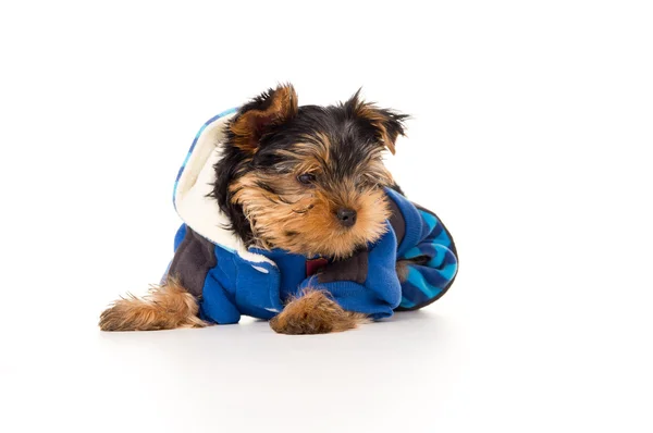 Yorkshire terrier in clothes — Stock Photo, Image