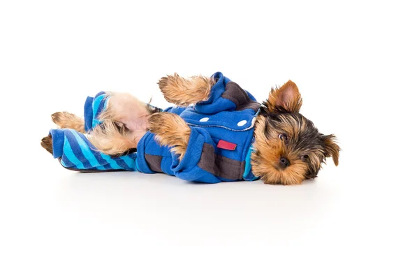 Yorkshire terrier in clothes lying — Stock Photo, Image
