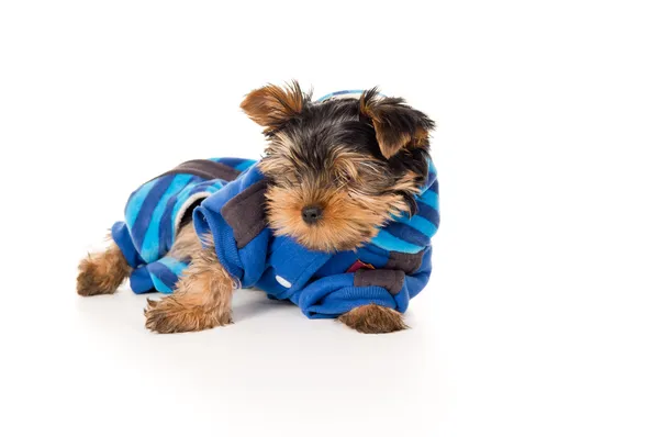 Yorkshire terrier in clothes — Stok fotoğraf