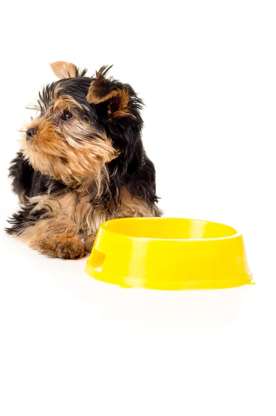 Yorkshire terrier liggande — Stockfoto