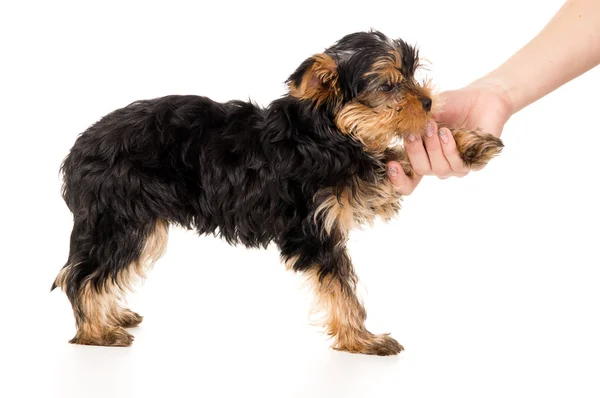 Yorkshire Terrier köpek ve bir erkek eli — Stok fotoğraf