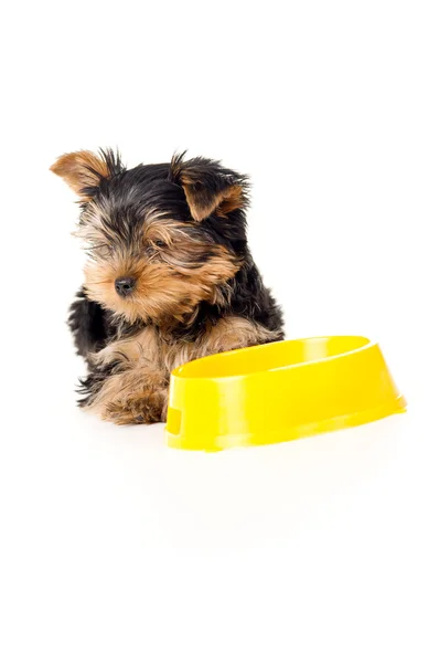 Yorkshire terrier cucciolo mangia isolato — Foto Stock