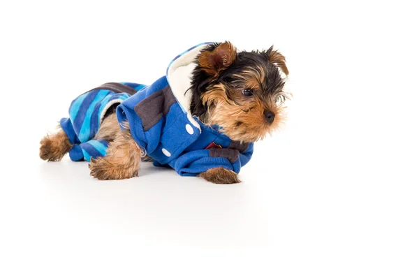 Puppy van de Terriër van Yorkshire in kleding — Stockfoto