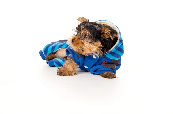 Yorkshire Terrier puppy in clothing — Stock Photo, Image