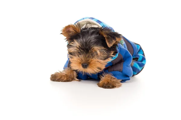 Yorkshire Terrier cucciolo sdraiato in vestiti — Foto Stock