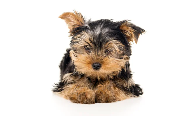 分離されたヨークシャー テリア子犬の肖像画 — ストック写真