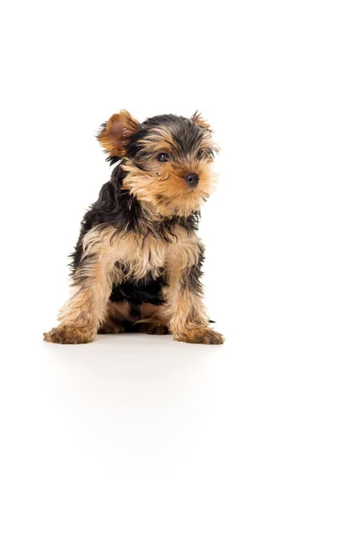 Yorkshire Terrier puppy sitting — Stock Photo, Image
