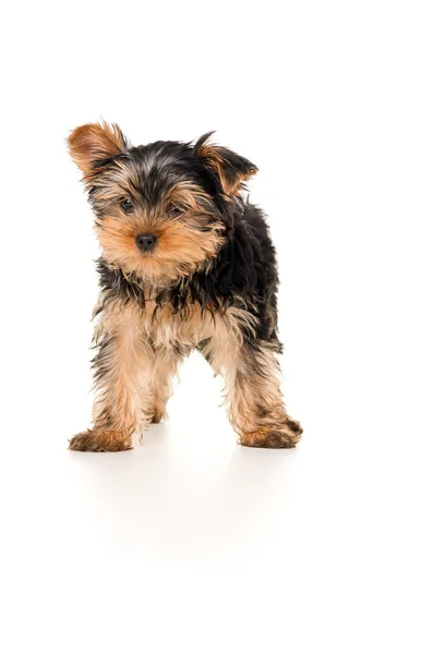 Yorkshire terrier kiskutyát — Stock Fotó